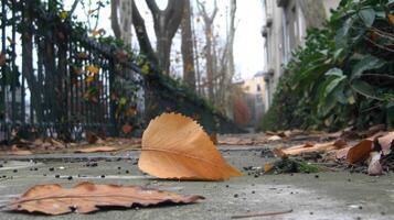 Close-up of fallen autumn leaves on a sidewalk in a quiet urban alley with greenery photo