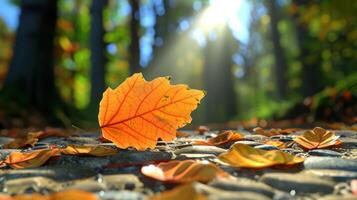 Autumn leaves scattered on a forest floor with sunlight streaming through trees photo
