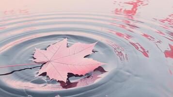 A delicate pink maple leaf floating serenely on the calm water's surface, reflecting soft colors photo