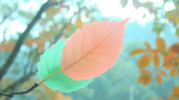 Close-up of a vibrant leaf showcasing a unique color gradient against a blurred autumn background photo