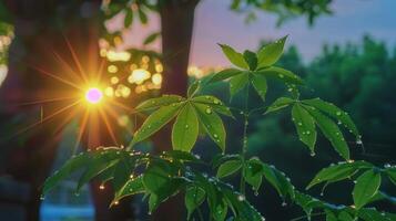 Sunlight filtering through lush green leaves with droplets, creating a serene nature scene photo