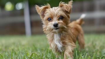 Playful small dog running on green grass in a backyard with blurred trees in the background photo