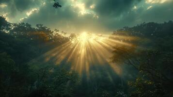 Sunlight streaming through dense forest canopy, illuminating the lush undergrowth and distant trees photo
