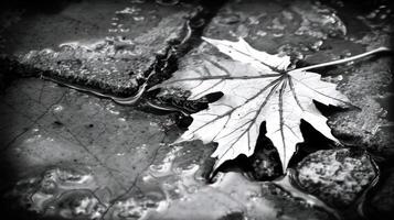 Black and white close-up of a fallen maple leaf resting on wet cobblestones after rain photo