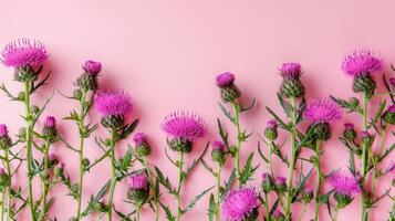 Vibrant pink thistle flowers arranged elegantly on a soft pink background, perfect for floral designs photo