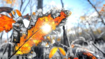 Close-up of a vibrant autumn leaf illuminated by sunlight in a blurred forest background photo