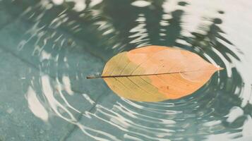 A single autumn leaf floating gently on the surface of a tranquil water body, ripples forming photo