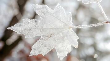 Frost-covered maple leaf glistening in winter sunlight, surrounded by blurred snowy branches photo