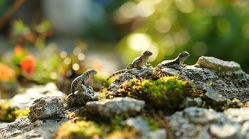 Three small lizards basking on a rocky surface with vibrant greenery in the background photo