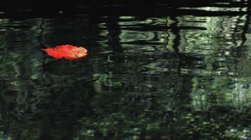 A solitary red leaf floats on tranquil water, surrounded by lush greenery and reflections photo