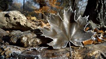 Frost-covered maple leaf resting on a log in a serene forest during autumn, showcasing nature's beauty photo