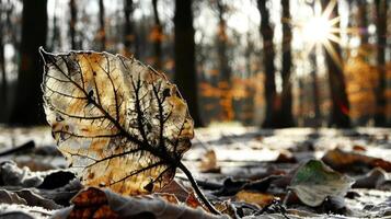 A close-up of a translucent leaf on the forest floor, illuminated by sunlight, with autumn trees in the background photo