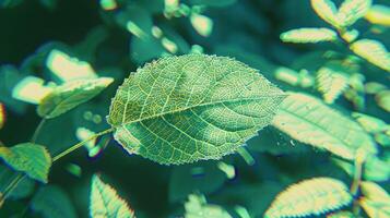 Close-up of a vibrant green leaf showcasing detailed texture against a blurred background of foliage photo