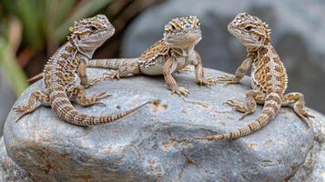 Three lizards perched on a rock, surrounded by greenery in a tranquil outdoor setting photo