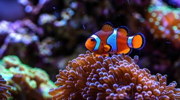 Vibrant clownfish swimming among colorful coral in a lively underwater ecosystem photo