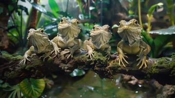 Four bearded dragons perched on a branch in a lush, tropical environment with greenery photo