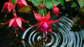 Vibrant red fuchsia flowers blooming above rippling water in a serene garden setting photo