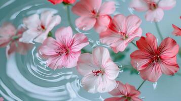 Delicate pink and white flowers floating on calm water, creating a serene and tranquil scene photo