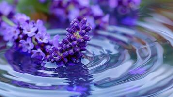 A close-up of lavender flowers floating on water, creating ripples in a serene garden setting photo