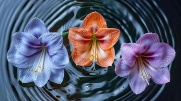 Three vibrant amaryllis flowers in various colors floating on rippling water surface photo