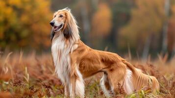 Majestic Afghan Hound Standing in a Colorful Autumn Field Surrounded by Foliage photo