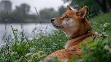 A serene Shiba Inu resting by a tranquil lakeside, surrounded by lush greenery and wildflowers photo