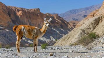 A lone llama standing in a rocky desert landscape with colorful mountains in the background photo