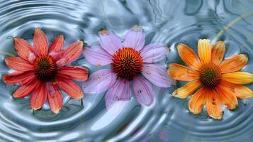 Three vibrant flowers in water, showcasing colors and reflections, creating a serene atmosphere photo
