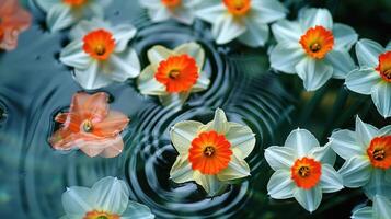 Vibrant daffodils with orange centers floating on calm water, surrounded by gentle ripples photo