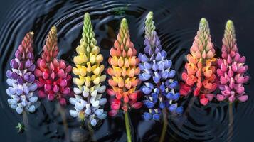Colorful lupine flowers arranged in a serene pond, reflecting vibrant hues against rippling water photo