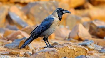 A solitary crow perched on a rocky surface, surrounded by colorful stones in a natural setting photo