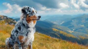 Beautiful Australian Shepherd dog sitting on a mountain ridge, overlooking stunning valley landscape photo