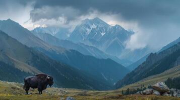 Majestic bison stands in a serene valley with mountains under a dramatic cloudy sky photo