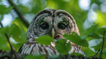 Close-up of a surprised owl peering through green leaves in a vibrant forest setting photo