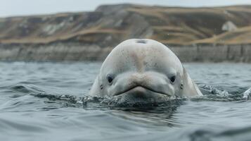Close-up of a beluga whale swimming near the surface of a calm sea, with rocky cliffs in the background photo
