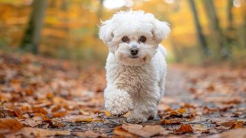 Playful white dog running joyfully through a colorful autumn forest path surrounded by fallen leaves photo