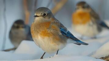 Close-up of a bluebird standing on snow with other birds blurred in the background, winter scene photo