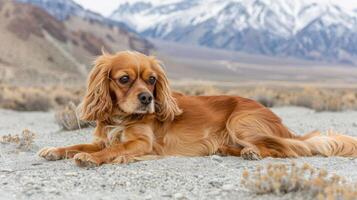 A serene dog resting on a sandy terrain with mountains in the background, showcasing nature's beauty photo