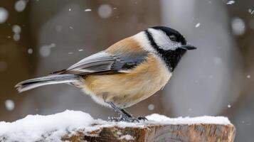 Chickadee perched on a snowy log during a gentle snowfall in a serene winter landscape photo
