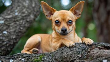 A charming Chihuahua resting on a tree branch in a lush green park setting with soft bokeh photo