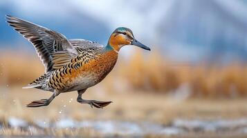 A vibrant duck in mid-flight over a serene wetland, showcasing nature's beauty and wildlife photo