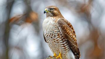 Majestic hawk perched on a branch, surrounded by blurred autumn foliage in a serene forest photo