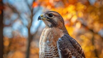 Close-up of a hawk perched amidst vibrant autumn foliage in a serene forest setting photo