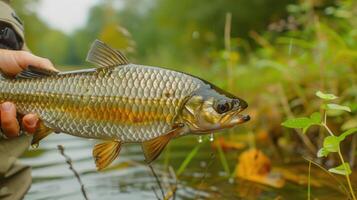 Close-up of a person holding a shimmering fish above water with lush greenery in the background photo