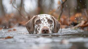 A spotted dog swimming through a forest pond, surrounded by autumn leaves and splashing water photo