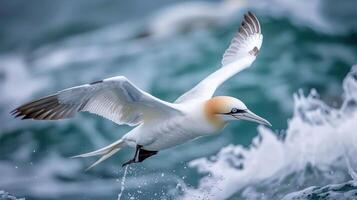 A graceful seabird soaring above turbulent ocean waves, capturing the essence of nature's beauty photo