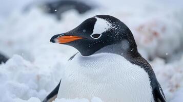 Close-up of a Gentoo penguin resting on snowy terrain with soft snowflakes in the background photo