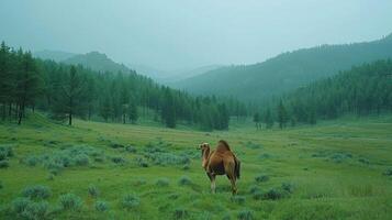 A solitary camel standing in a lush green meadow surrounded by mountains and trees photo