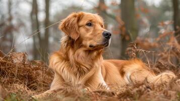 Golden retriever resting in autumn foliage, surrounded by trees and soft mist in the background photo