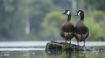 Two ducks perched on a moss-covered log by a tranquil lake during a gentle rain, surrounded by lush greenery photo